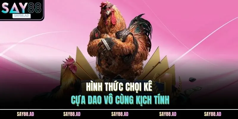 Hình thức chọi kê cựa dao vô cùng kịch tính